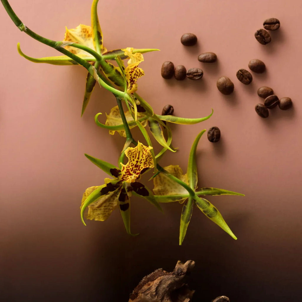 Coffret Veleiro Iris Luminoso Floririental Kit Desodorante Colônia